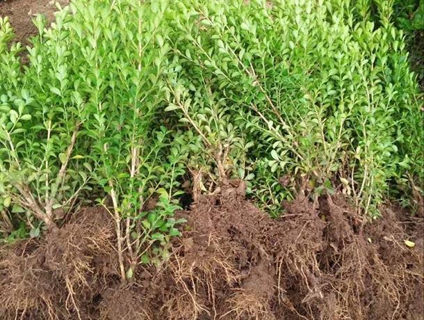 青州绿化苗木的控根快育苗新技术